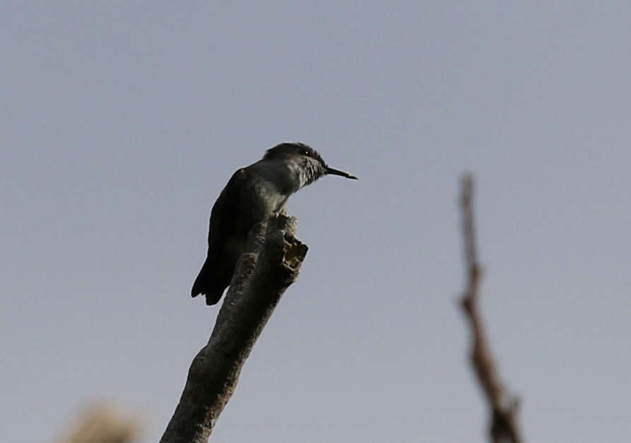 Image of Vervain Hummingbird