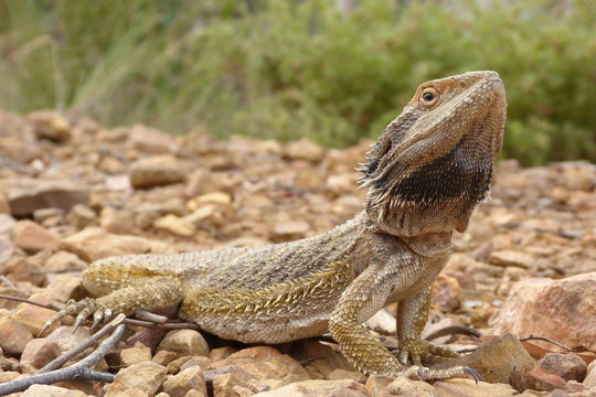 Image of Bearded Dragon