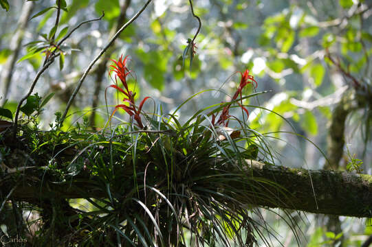 Imagem de Tillandsia foliosa M. Martens & Galeotti