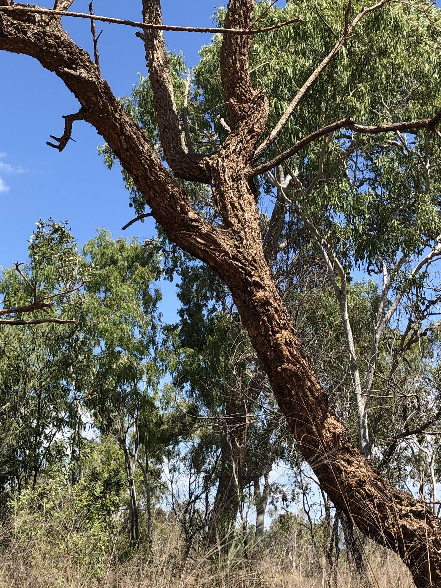 Image of Bat's wing coral tree