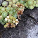 Sedum humifusum Rose的圖片