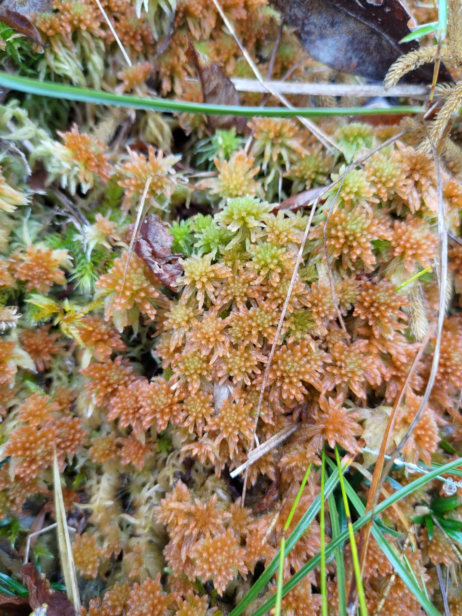 Sphagnum junghuhnianum Dozy & Molkenboer 1854的圖片