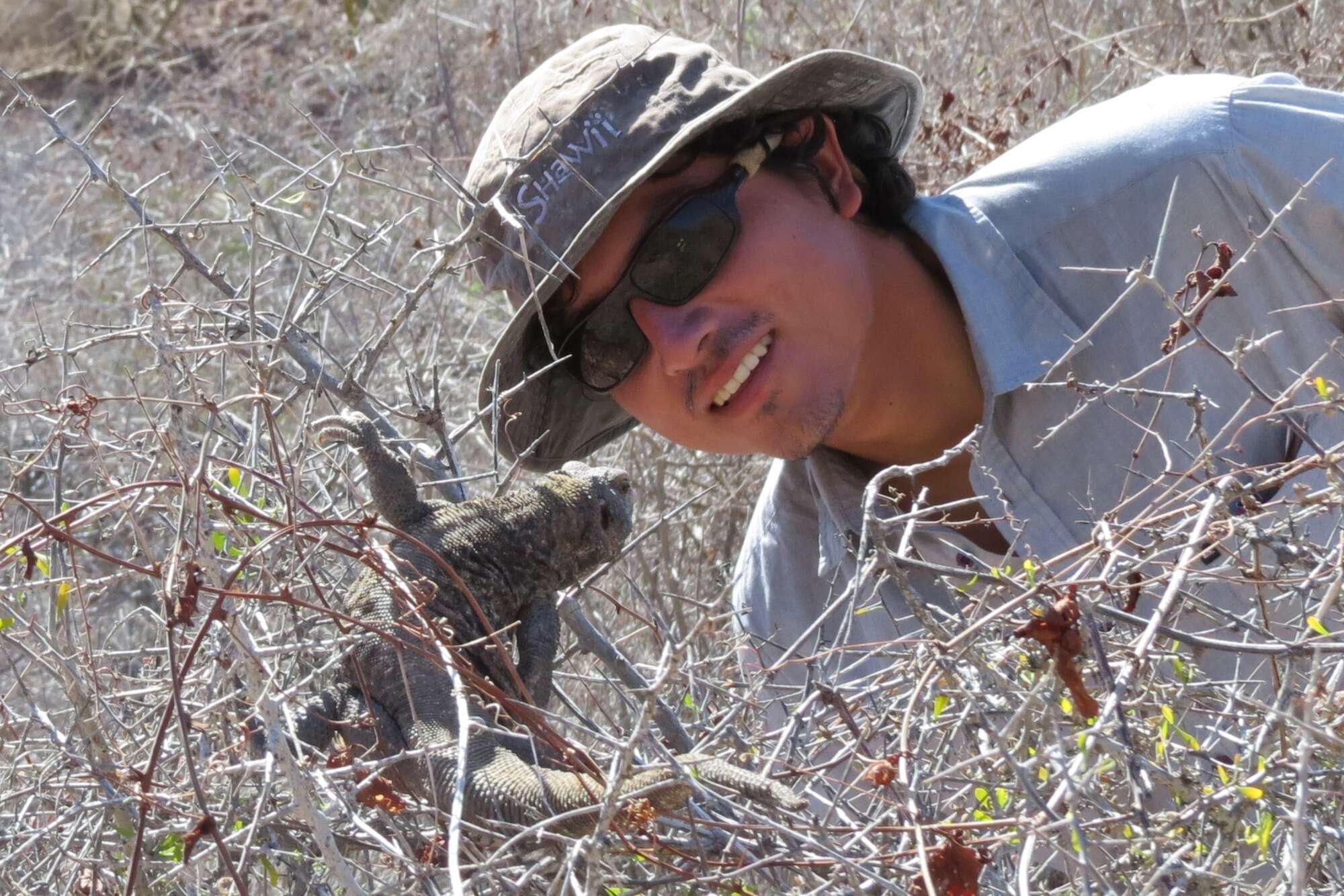 Image of Monserrat Chuckwalla