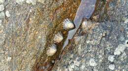 Image of Common limpet