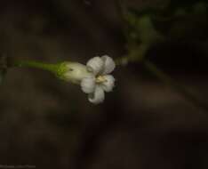 Image of Parsonsia lilacina (F. Müll.) Markgr.