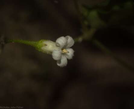 Image of Parsonsia lilacina (F. Müll.) Markgr.