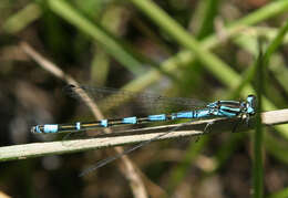 Image of Coenagrion persicum Lohmann 1993