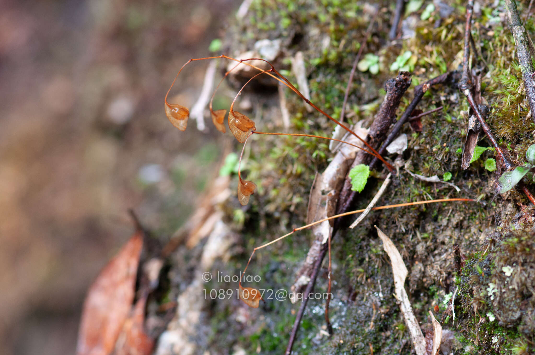 Image of Begonia fimbristipula Hance