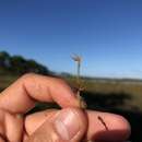 Image of Harper's Beak Sedge