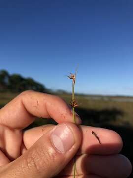 Image of Harper's Beak Sedge