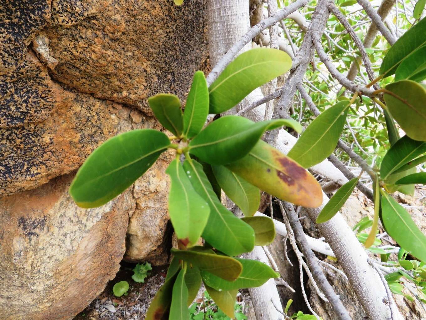 Слика од Ficus ilicina (Sond.) Miq.