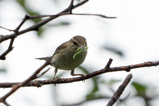 Image of Kamchatka Leaf Warbler