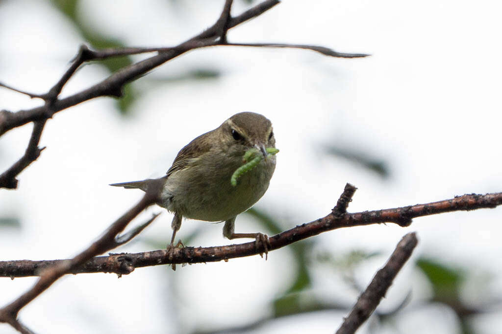 Plancia ëd Phylloscopus examinandus Stresemann 1913