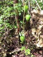 Image of Adenia olaboensis Clav.