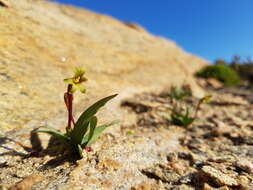 Image of Freesia viridis (Aiton) Goldblatt & J. C. Manning