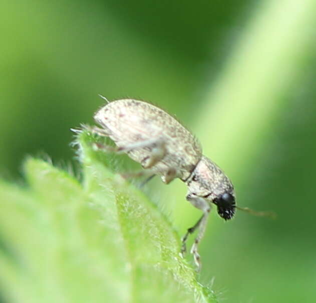 Image of Polydrusus (Scythodrusus) inustus Germar 1824