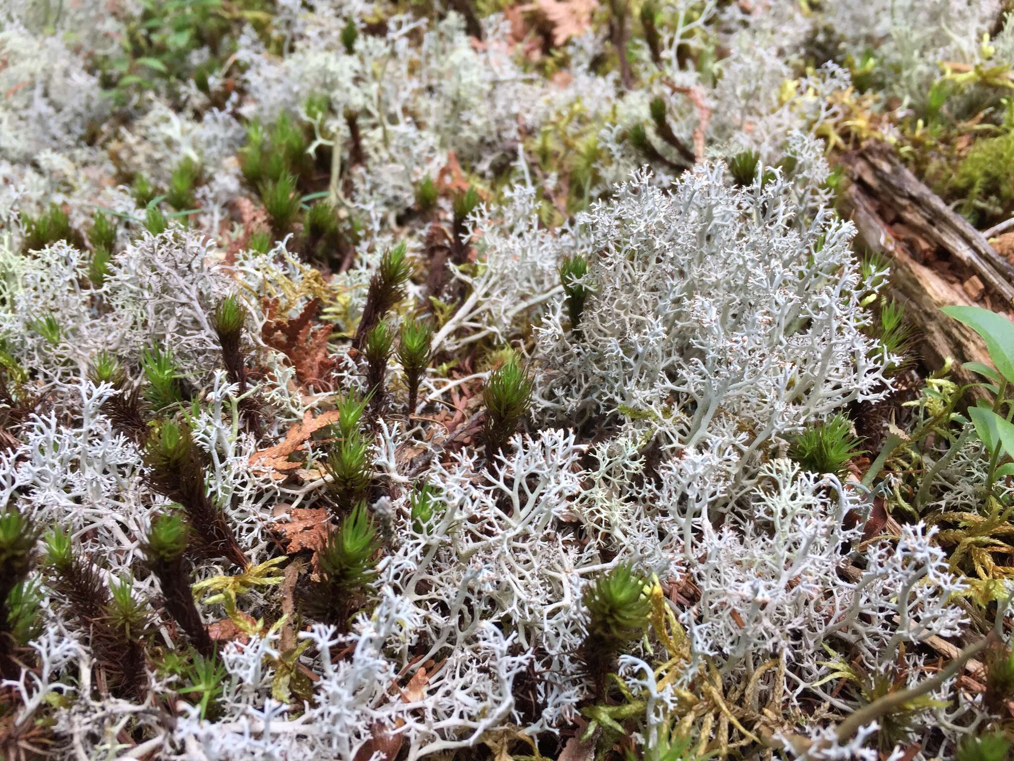 Image of Reindeer lichen