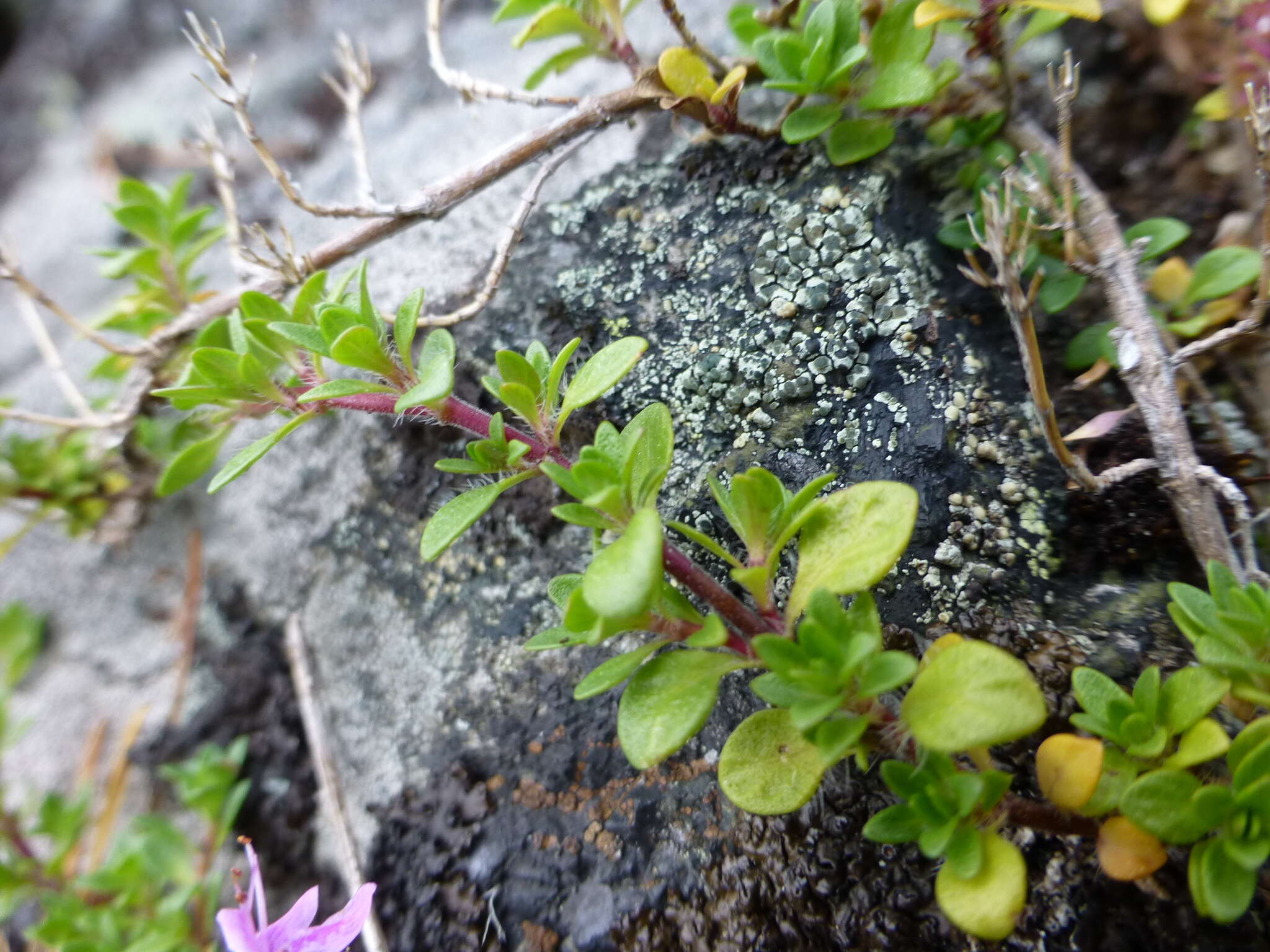 Image of Thymus glabricaulis