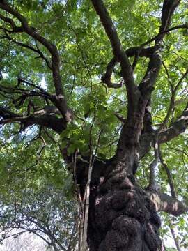 صورة Coccoloba barbadensis Jacq.