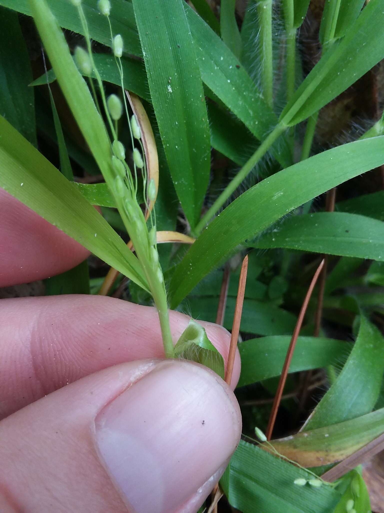 Imagem de Panicum laxiflorum Lam.