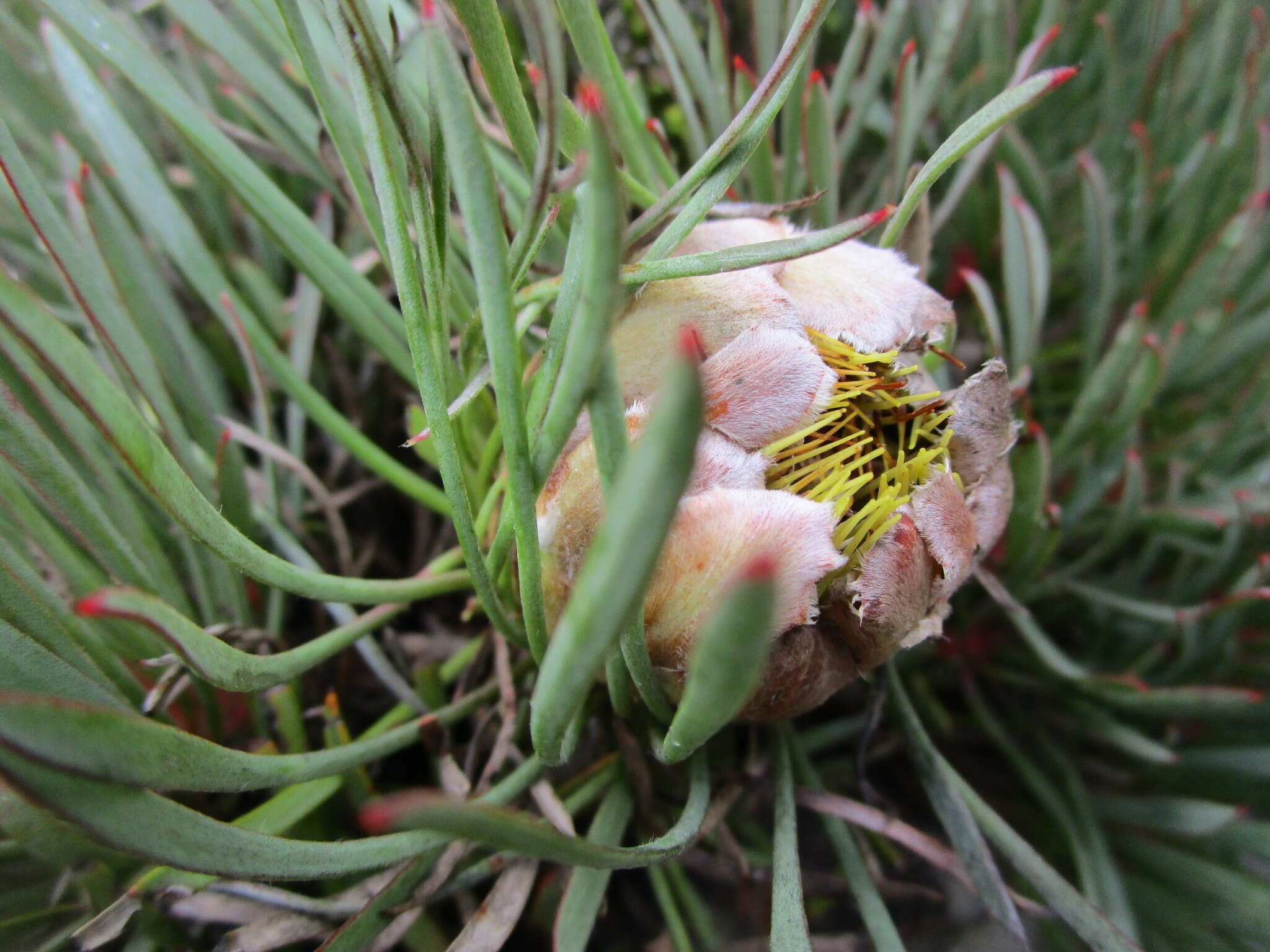 Image of Protea montana E. Mey. ex Meissn.