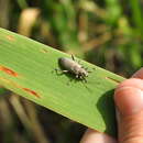 Image of Donacia cinerea Herbst 1784