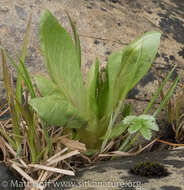 Dodecatheon pulchellum subsp. pauciflorum (Dur.) Hulten resmi