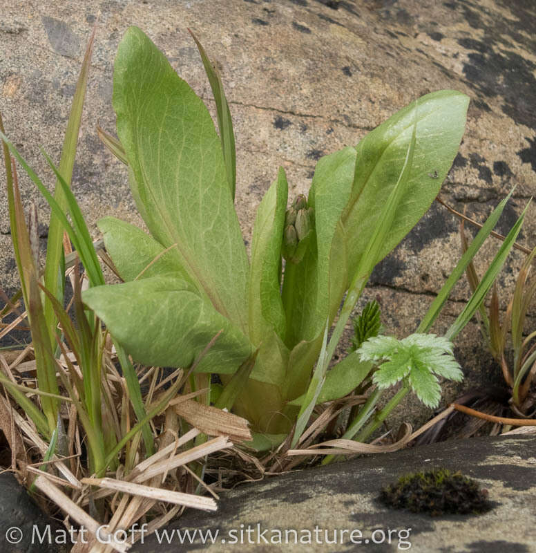 Dodecatheon pulchellum subsp. pauciflorum (Dur.) Hulten resmi