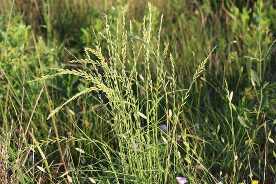 Image of Italian Rye Grass