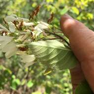 Image of Amelanchier amabilis Wiegand