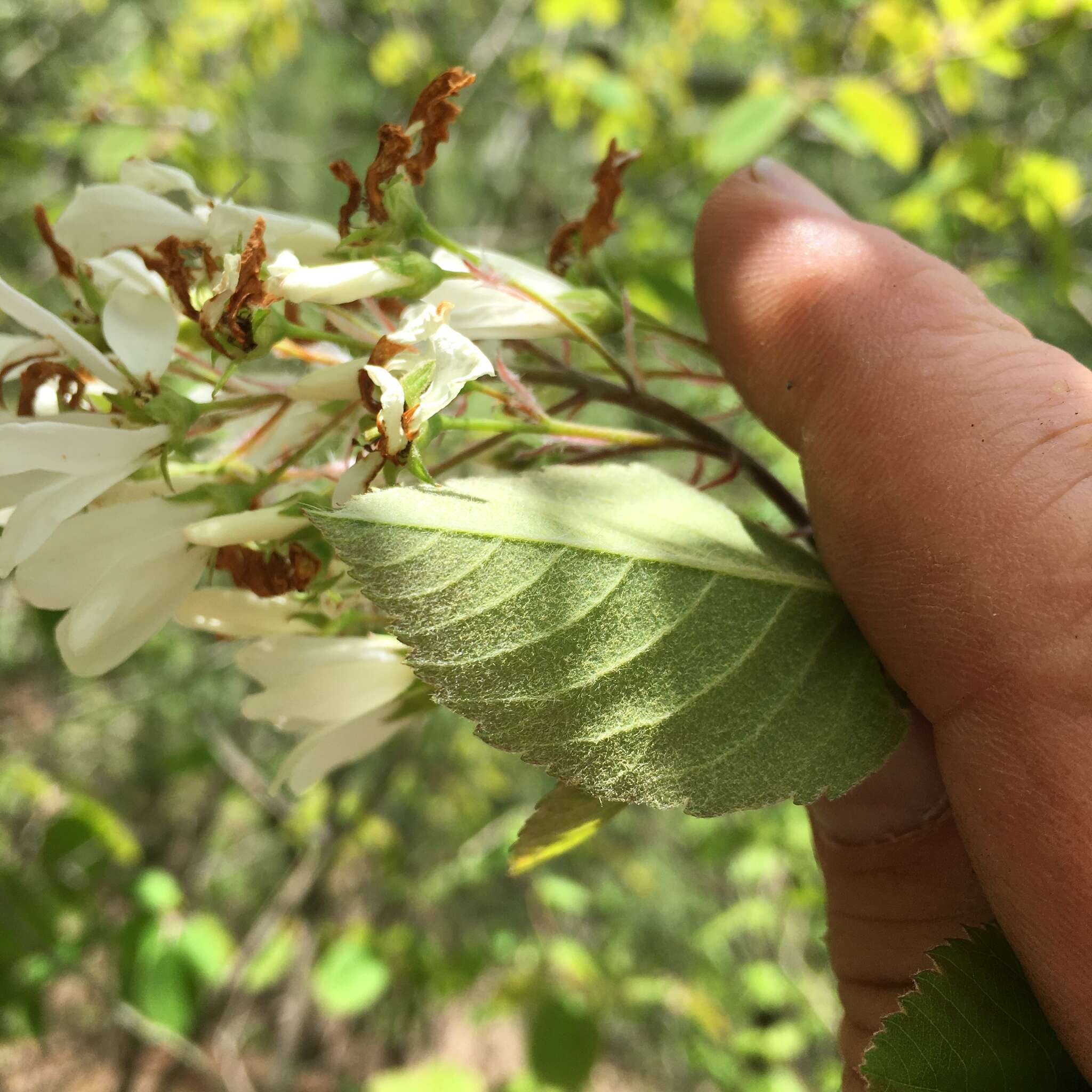 Image of Amelanchier amabilis Wiegand