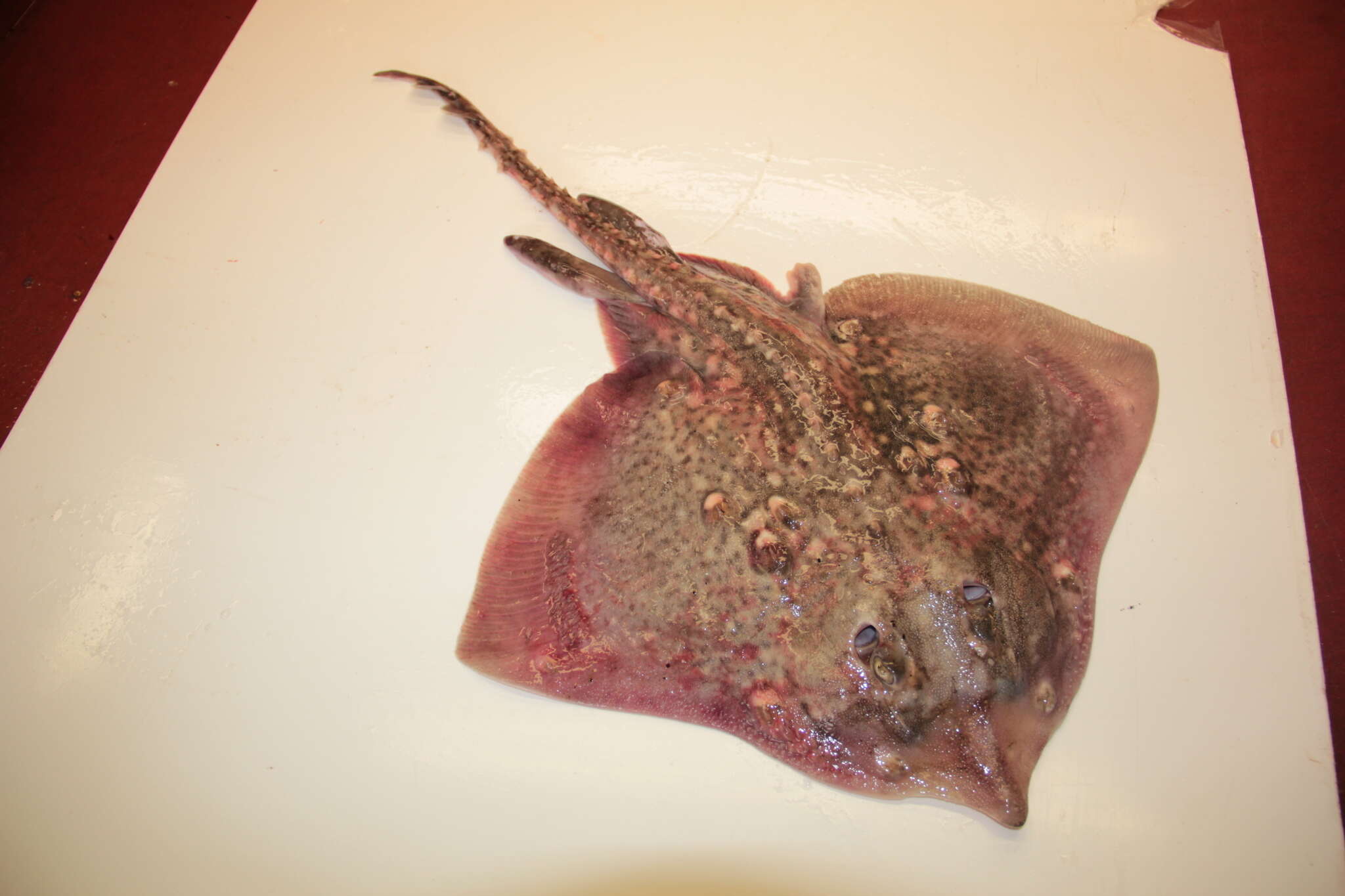 Image of Thornback skate