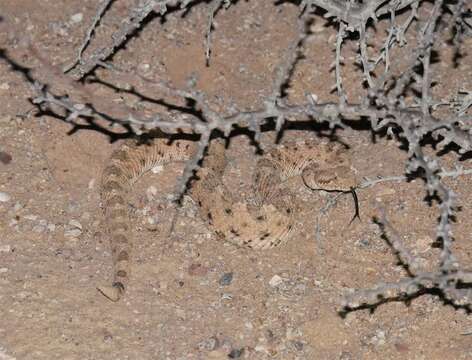 Image of Crotalus cerastes cercobombus Savage & Cliff 1953