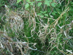 Image of diploperennial teosinte