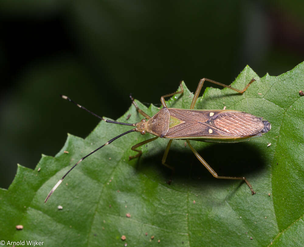 Image of Homoeocerus (Tliponius) punctum Dallas 1852