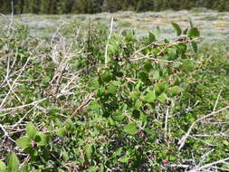 Image of roundleaf snowberry