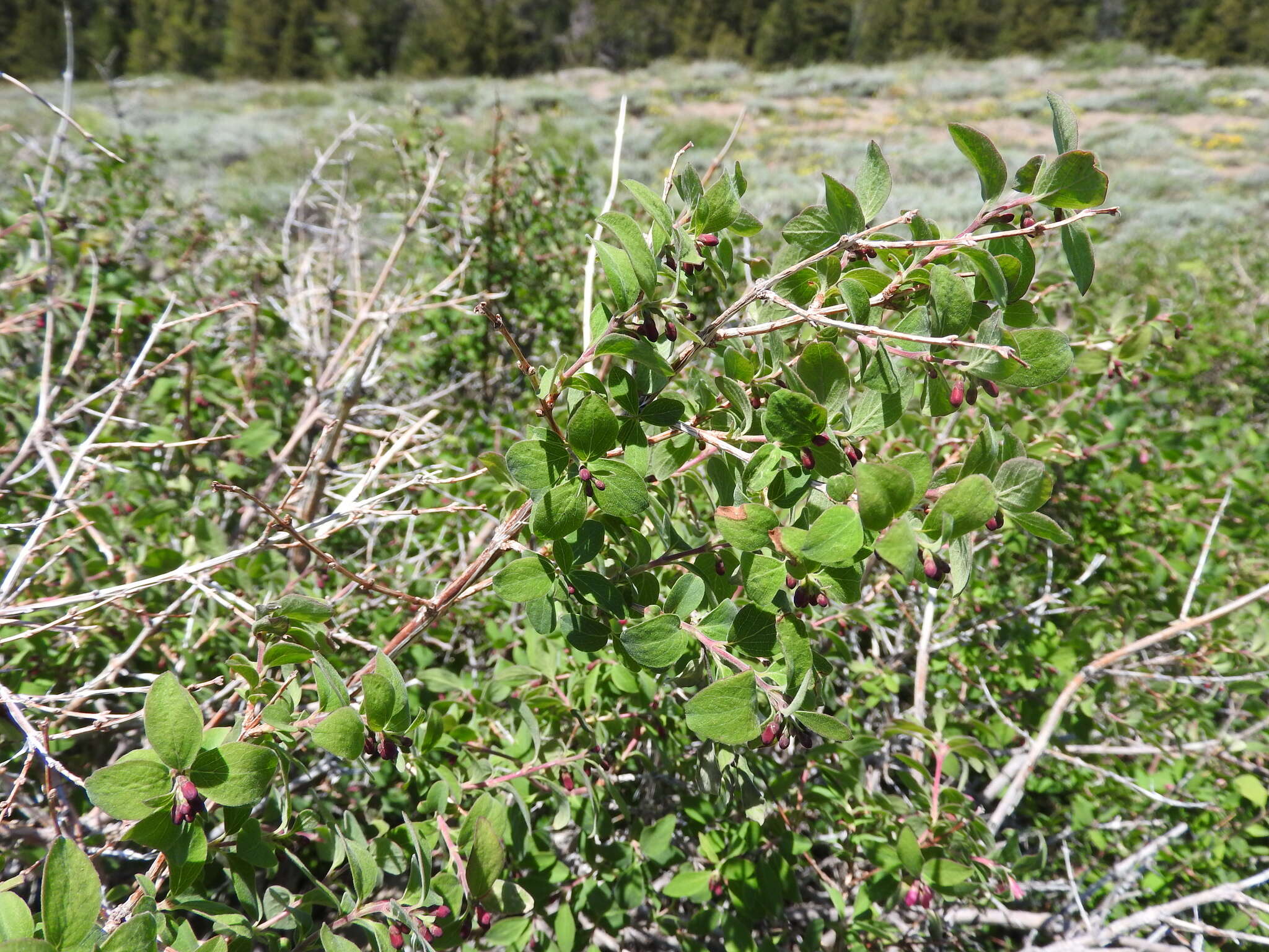 Image of roundleaf snowberry