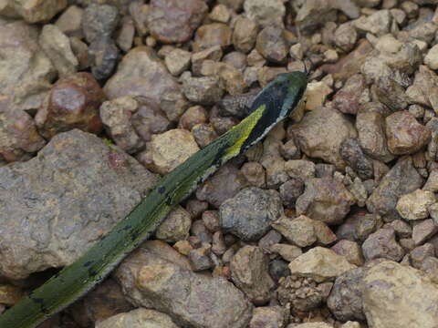 Rhabdophis plumbicolor (Cantor 1839)的圖片