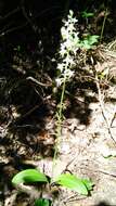 Image of lesser butterfly-orchid