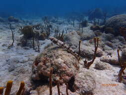 Image of Lizardfish