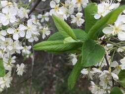 <i>Prunus <i>umbellata</i></i> var. umbellata resmi