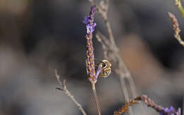 Image of Eucera gracilipes Pérez 1895