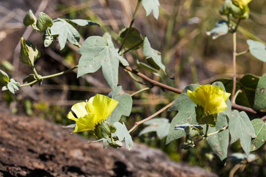 Image of Hawai'ian cotton