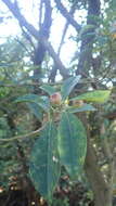 Image of Ficus variolosa Lindl. ex Benth.