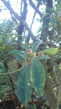 Image of Ficus variolosa Lindl. ex Benth.