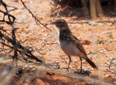 Image of Red Lark