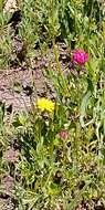 Image of alpine lake false dandelion