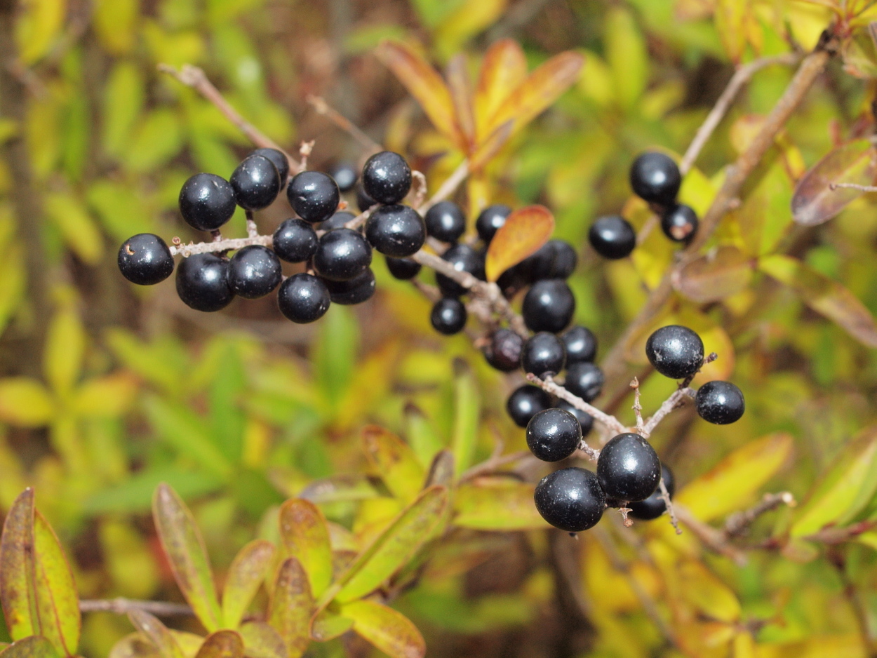 Ligustrum vulgare (rights holder: HermannFalkner/sokol)