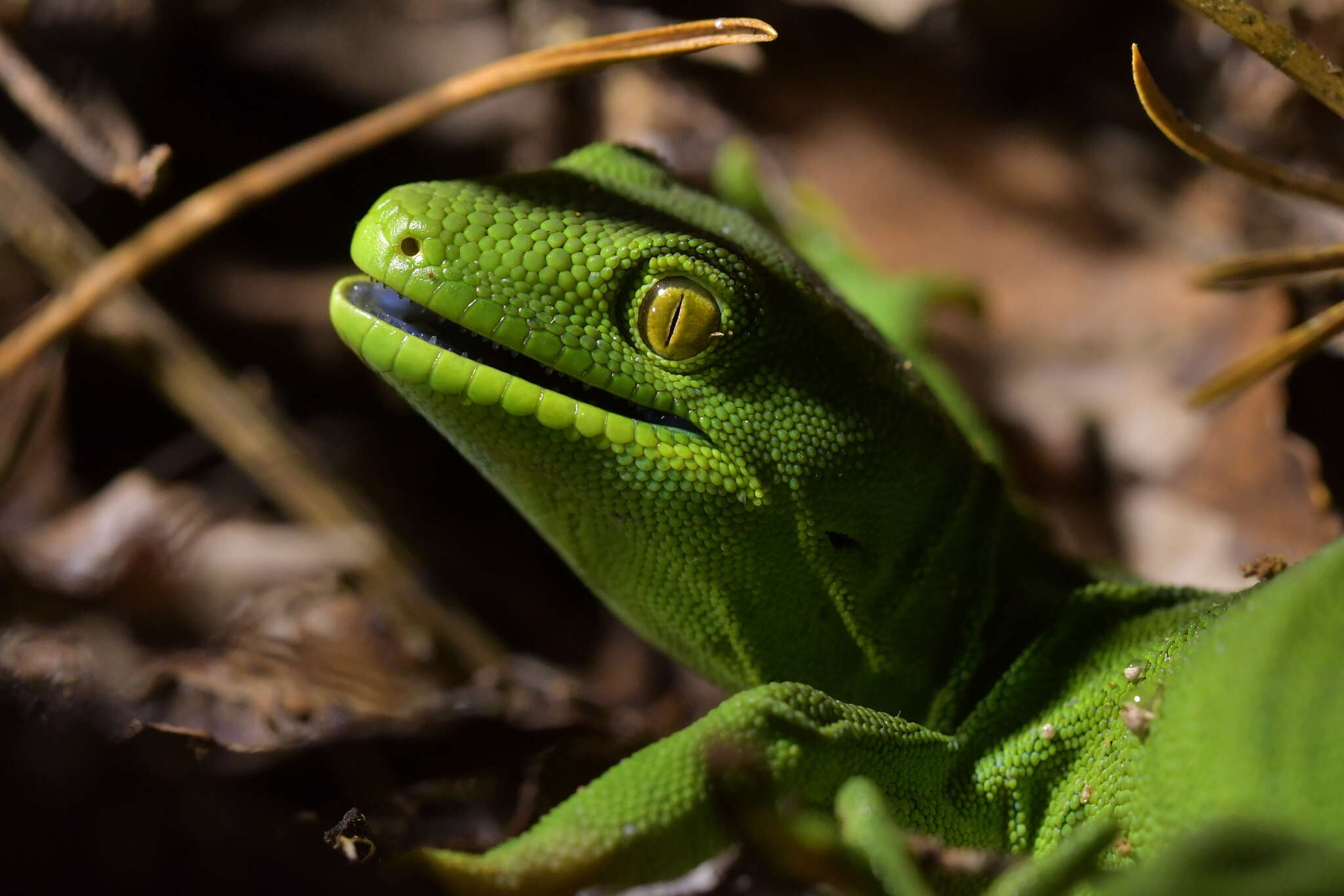 Image of Wellington green gecko