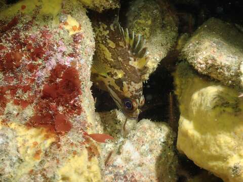 Image of Gopher rockfish